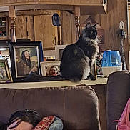 King Midas is registered to the contest to win money with this photo: cat, black_cat, person, sleeping, couch, sofa, pillow, living_room, wood_paneling, clock, framed_photo, photograph, humidifier, countertop, home_decor, shelf, keys, pet, portrait, indoor