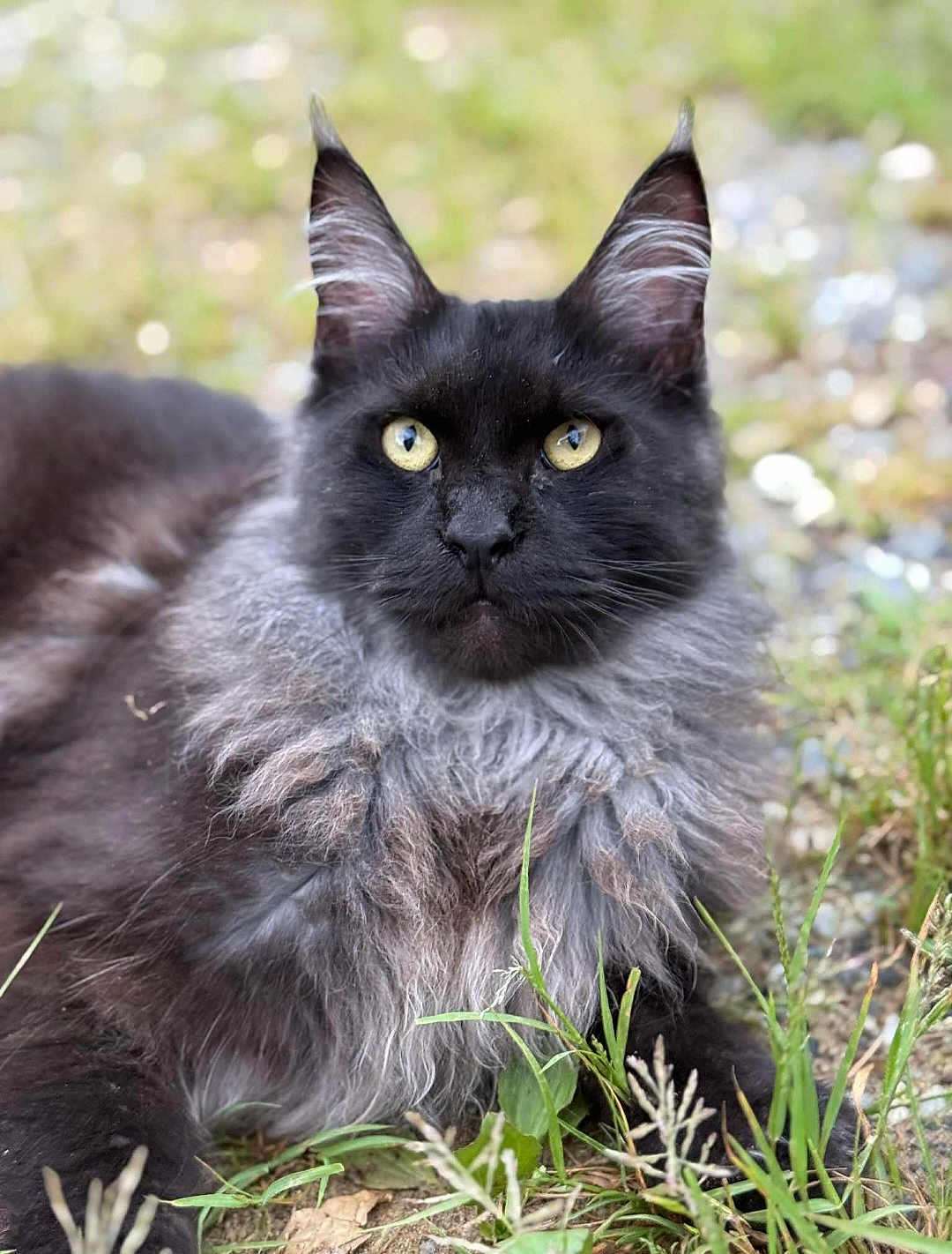 King Midas joined the competition — help win amazing prizes! cat, maine_coon, long_hair, black_cat, yellow_eyes, fluffy, whiskers, tufted_ears, portrait, close_up, outdoor, grass, ground, bokeh, pet, animal, relaxed, fur, nature, pebbles