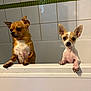 dog, chihuahua, bathtub, wet, pet, animal, bathroom, tile, green_tile, curious, small_dog, two_dogs, looking, paw, fur, cute, indoor, pet_care, clean, white