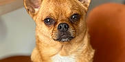 Mylo a rejoint le concours — aidez-le/la à gagner de superbes lots ! dog, brown_dog, small_dog, pet, canine, close_up, ears, paw, indoor, chair, blurred_background, fur, animal, companion, cute, domestic_animal, portrait, looking, resting_paw, striped_sleeve