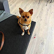 Mylo participe au concours pour gagner de l'argent avec cette photo : dog, small_dog, chihuahua, pet, indoor, floor, black_surface, leash, curious, alert, ears, brown_fur, white_chest, collar, animal, furniture, chair, wooden_floor, looking_up, cute
