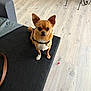 dog, small_dog, chihuahua, pet, indoor, floor, black_surface, leash, curious, alert, ears, brown_fur, white_chest, collar, animal, furniture, chair, wooden_floor, looking_up, cute