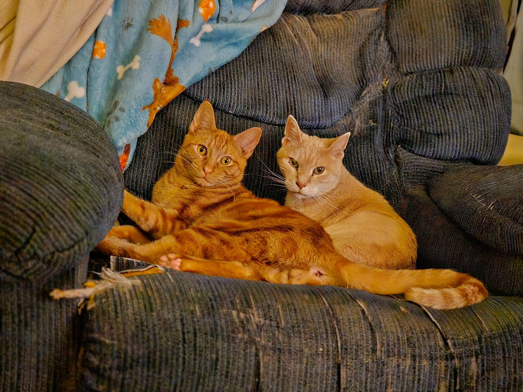 Simba joined the competition — help win amazing prizes! carnivore, cat, comfort, domestic_short_haired_cat, fawn, felidae, fur, grass, linens, nap, paw, sitting, small_to_medium_sized_cats, snout, tail, terrestrial_animal, tree, whiskers, wildlife, wood