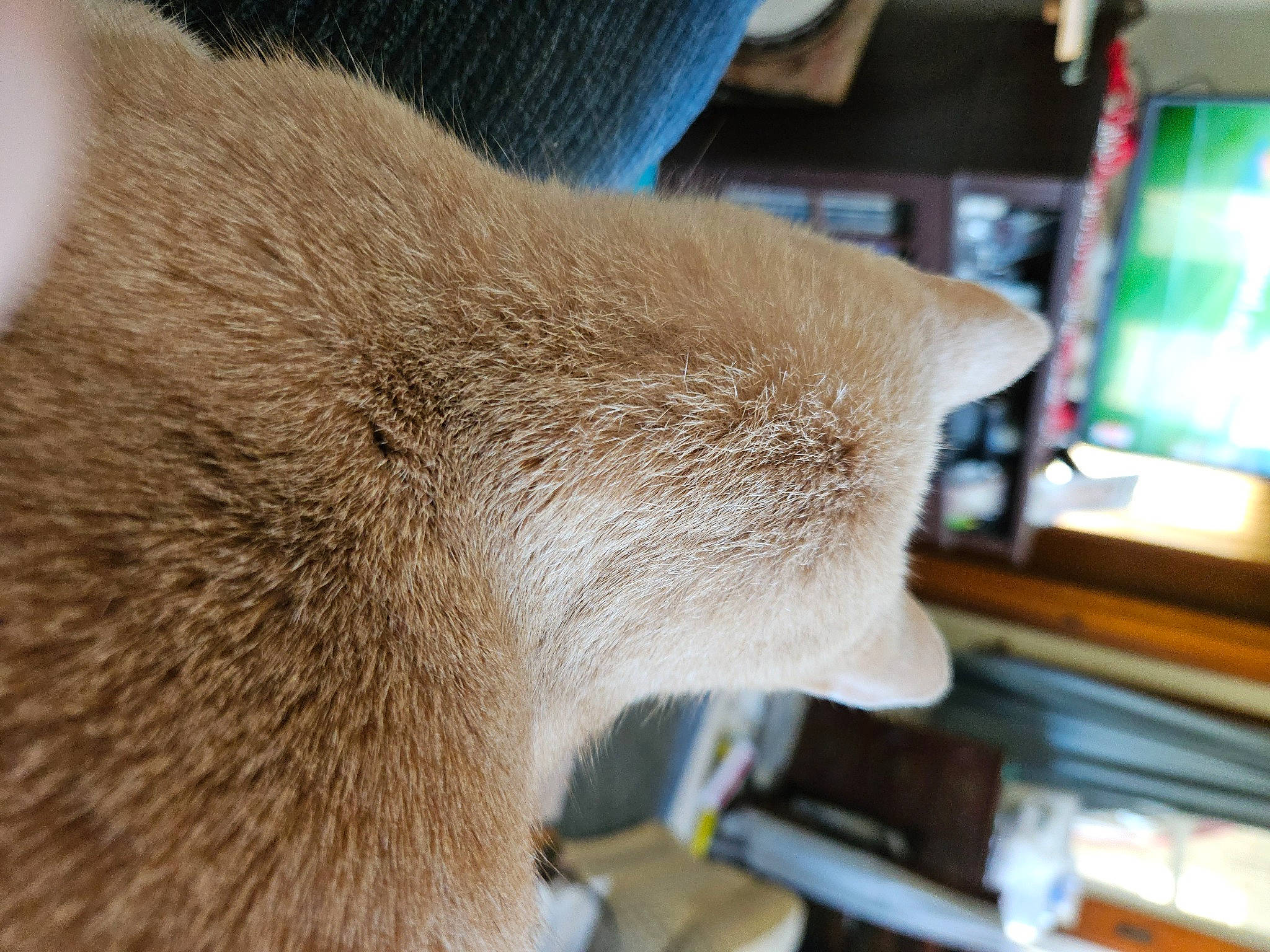 Simba is registered to the contest to win money with this photo: carnivore, cat, comfort, domestic_short_haired_cat, fawn, felidae, flooring, fur, hardwood, human_leg, metal, room, siamese, small_to_medium_sized_cats, snout, tail, television, terrestrial_animal, whiskers, wood