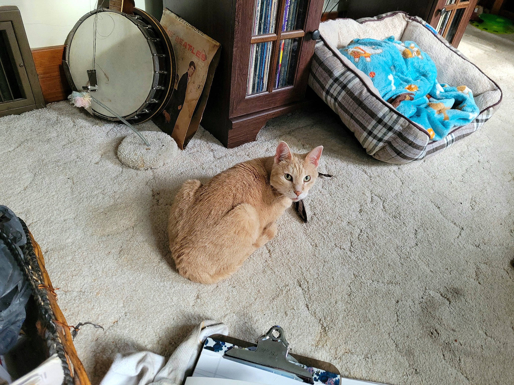 Simba is registered to the contest to win money with this photo: box, carnivore, cat, companion_dog, domestic_short_haired_cat, drawer, drum, fawn, felidae, flooring, fur, hardwood, linens, membranophone, musical_instrument, photograph, small_to_medium_sized_cats, whiskers, white, wood