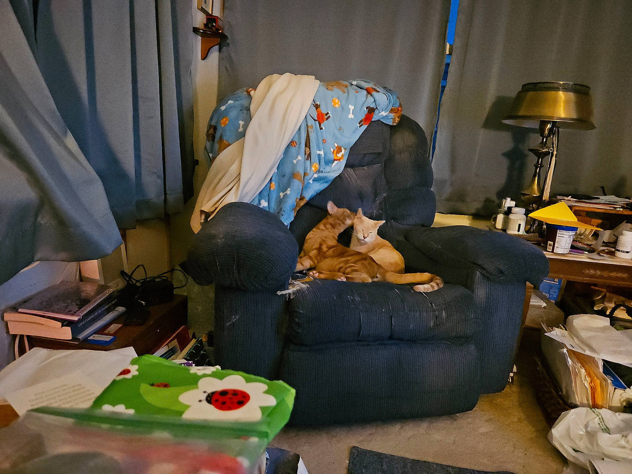 Max is registered to the contest to win money with this photo: bag, cat, comfort, companion_dog, couch, curtain, event, felidae, flooring, home, lamp, lampshade, living_room, luggage_and_bags, picture_frame, room, sitting, small_to_medium_sized_cats, studio_couch, tints_and_shades