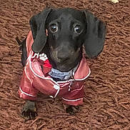 Nala is registered to the contest to win money with this photo: dog, dachshund, puppy, black_dog, pet, indoor, carpet, clothing, jacket, cute, small_dog, animal, floppy_ears, looking_up, sitting, fur, collar, domestic_animal, companion, curious