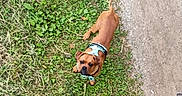 Zargo participe au concours pour gagner de l'argent avec cette photo : animal, brown_dog, canine, curious, daylight, dirt_path, dog, grass, ground, harness, leash, looking_up, nature, outdoor, park, pet, small_dog, summer, walking_path, wooden_steps