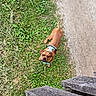 animal, brown_dog, canine, curious, daylight, dirt_path, dog, grass, ground, harness, leash, looking_up, nature, outdoor, park, pet, small_dog, summer, walking_path, wooden_steps