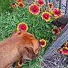 Zargo a rejoint le concours — aidez-le/la à gagner de superbes lots ! brown_coat, canine, close_up, colorful, curious, daylight, dog, flora, flower, garden, greenery, leaves, nature, outdoor, pet, plant, sniffing, summer, wood_chips, wooden_fence