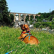 Zargo a rejoint le concours — aidez-le/la à gagner de superbes lots ! arched_bridge, bandana, blue_sky, bridge, brown_dog, canine, daytime, dog, grass, hill, leash, meadow, nature, outdoor, pet, scenery, stone_houses, trees, village, wildflowers