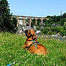arched_bridge, bandana, blue_sky, bridge, brown_dog, canine, daytime, dog, grass, hill, leash, meadow, nature, outdoor, pet, scenery, stone_houses, trees, village, wildflowers