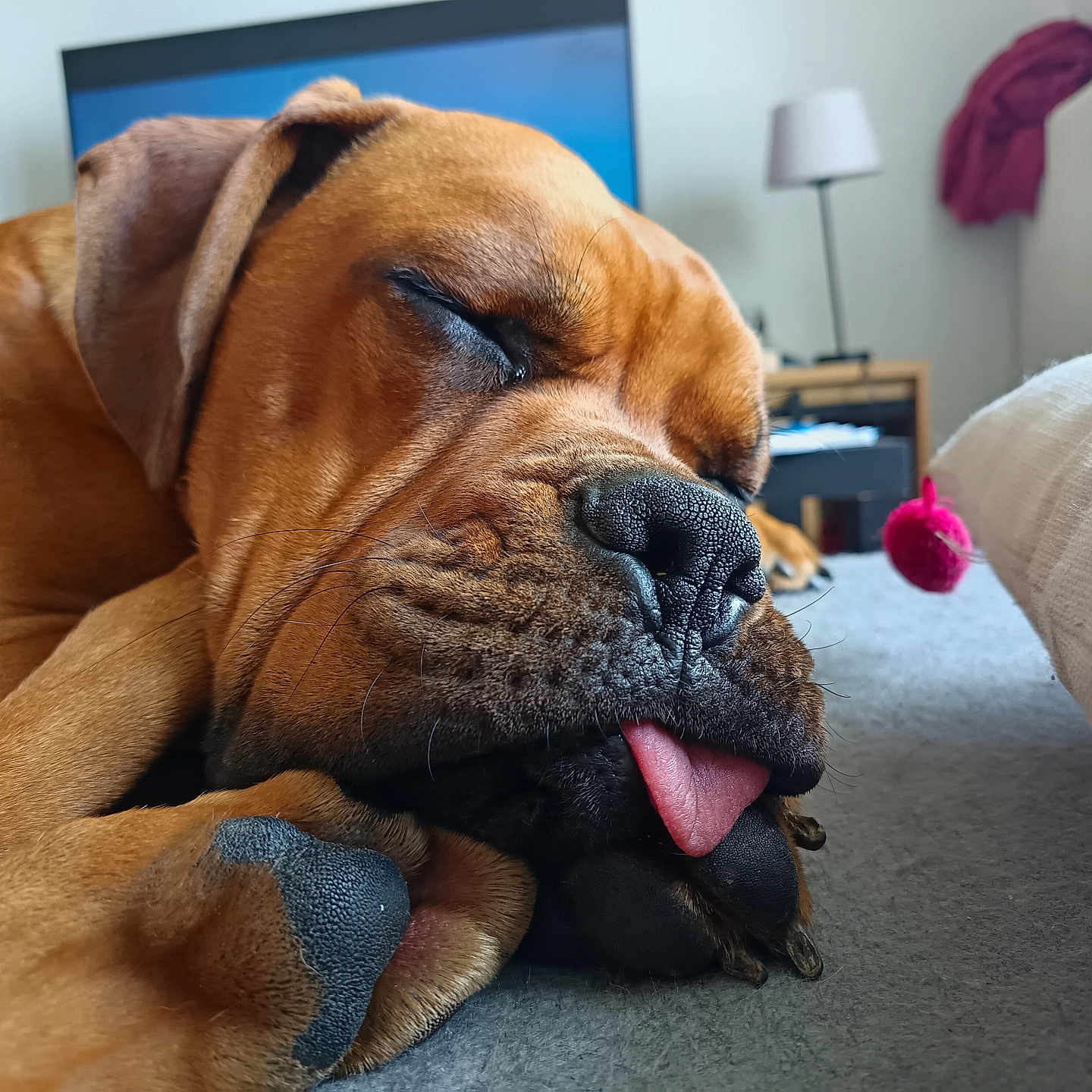 Zargo a rejoint le concours — aidez-le/la à gagner de superbes lots ! animal, blurred_background, brown_dog, carpet, close_up, cozy, cute, dog, furniture, home, indoor, lamp, living_room, paw, pet, relaxation, resting, sleeping, television, tongue_out