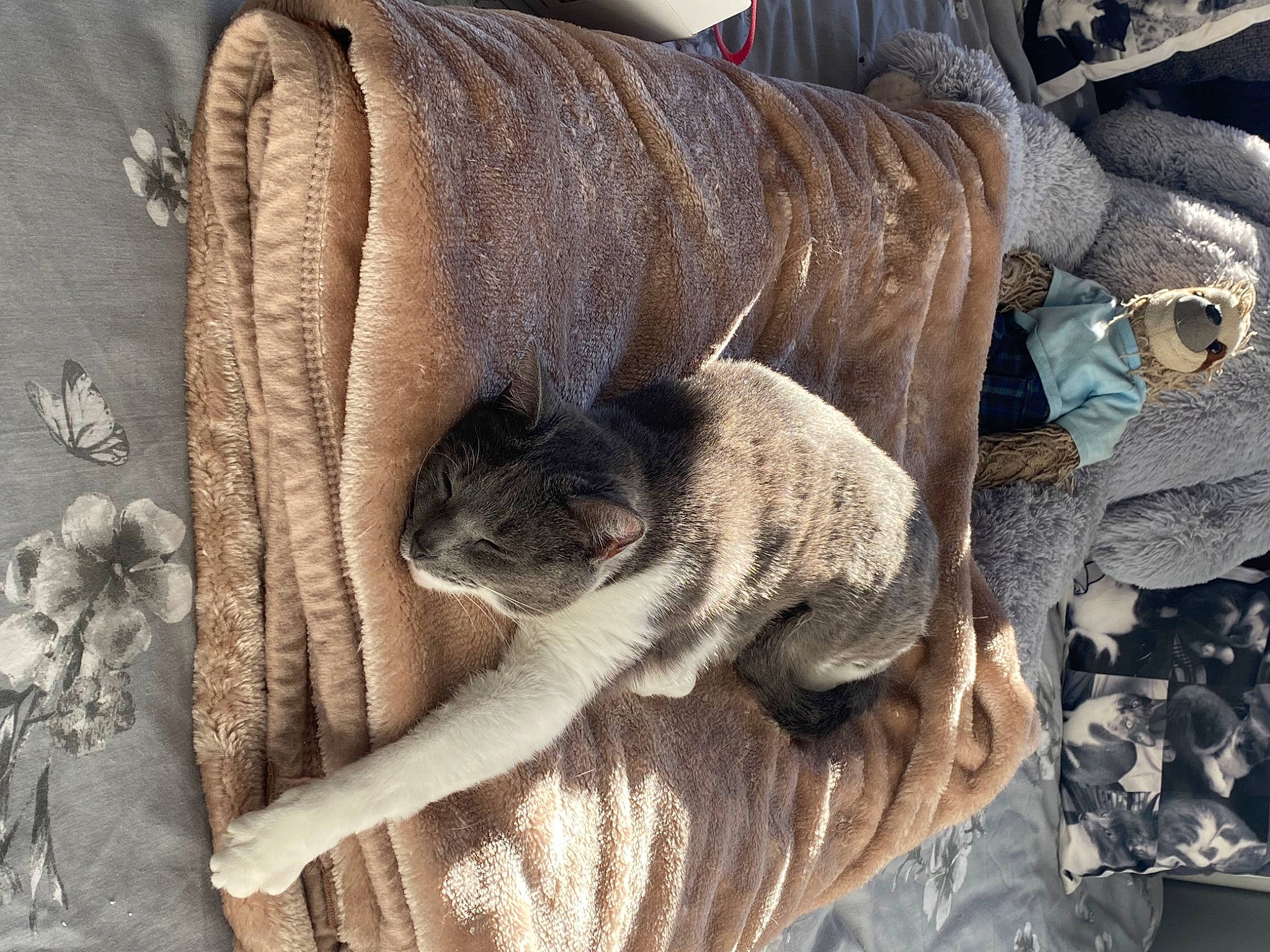 Peg is registered to the contest to win money with this photo: canidae, carnivore, comfort, companion_dog, dog_breed, fawn, felidae, fur, grey, human_leg, linens, small_to_medium_sized_cats, snout, sporting_group, tail, whiskers, wood, wool, working_animal, wrinkle