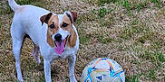 Osky participe au concours pour gagner de l'argent avec cette photo : dog, jack_russell, soccer_ball, grass, tongue_out, happy, pet, outdoor, field, playful, white_fur, brown_patch, tail, animal, summer, sports, ball, standing, yard, closeup