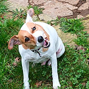 Osky a rejoint le concours — aidez-le/la à gagner de superbes lots ! dog, jack_russell, head_tilt, grin, teeth, collar, grass, clover, flagstone, outdoors, pet, white_fur, brown_fur, ears, muzzle, closeup, sitting, playful, lawn, portrait
