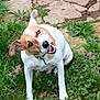 dog, jack_russell, head_tilt, grin, teeth, collar, grass, clover, flagstone, outdoors, pet, white_fur, brown_fur, ears, muzzle, closeup, sitting, playful, lawn, portrait