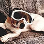 Osky a rejoint le concours — aidez-le/la à gagner de superbes lots ! dog, pet, animal, goggles, sunglasses, blanket, cozy, fur_texture, lying_down, paws, tail, collar, nose, whiskers, indoor, sofa, playful, accessory, portrait, white_fur