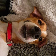 Osky participe au concours pour gagner de l'argent avec cette photo : dog, pet, jack_russell, snout, nose, red_collar, collar, blanket, fur, cozy, bedding, close_up, portrait, playful, looking_at_camera, ears, teeth, whiskers, indoor, couch