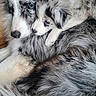 animal, black_and_white, close_up, companionship, couch, cozy, cute, dogs, fluffy, fur, indoors, long_hair, pets, portrait, puppies, relaxed, resting, sleeping, snuggling, speckled