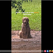 Bella joined the competition — help win amazing prizes! animal, brown_dog, canine, daylight, dirt, dog, funny, grass, greenery, messy, mud, nature, outdoor, park, pet, playful, sitting, summer, text_overlay, wet