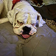 Coco is registered to the contest to win money with this photo: bulldog, dog, sleeping, tongue_out, collar, flower, pet, animal, indoor, quilted_blanket, cozy, resting, cute, mammal, companion, relaxed, fur, domestic, home, two_dogs