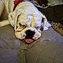 bulldog, dog, sleeping, tongue_out, collar, flower, pet, animal, indoor, quilted_blanket, cozy, resting, cute, mammal, companion, relaxed, fur, domestic, home, two_dogs