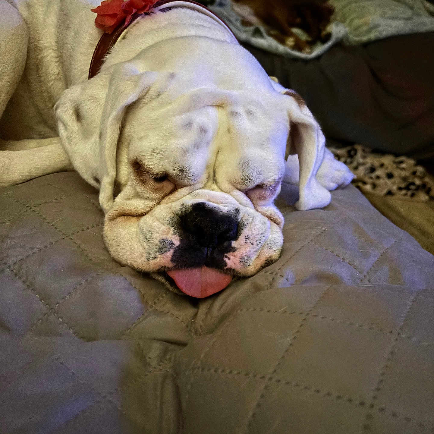 Coco is registered to the contest to win money with this photo: animal, bulldog, collar, companion, cozy, cute, dog, domestic, flower, fur, home, indoor, mammal, pet, quilted_blanket, relaxed, resting, sleeping, tongue_out, two_dogs