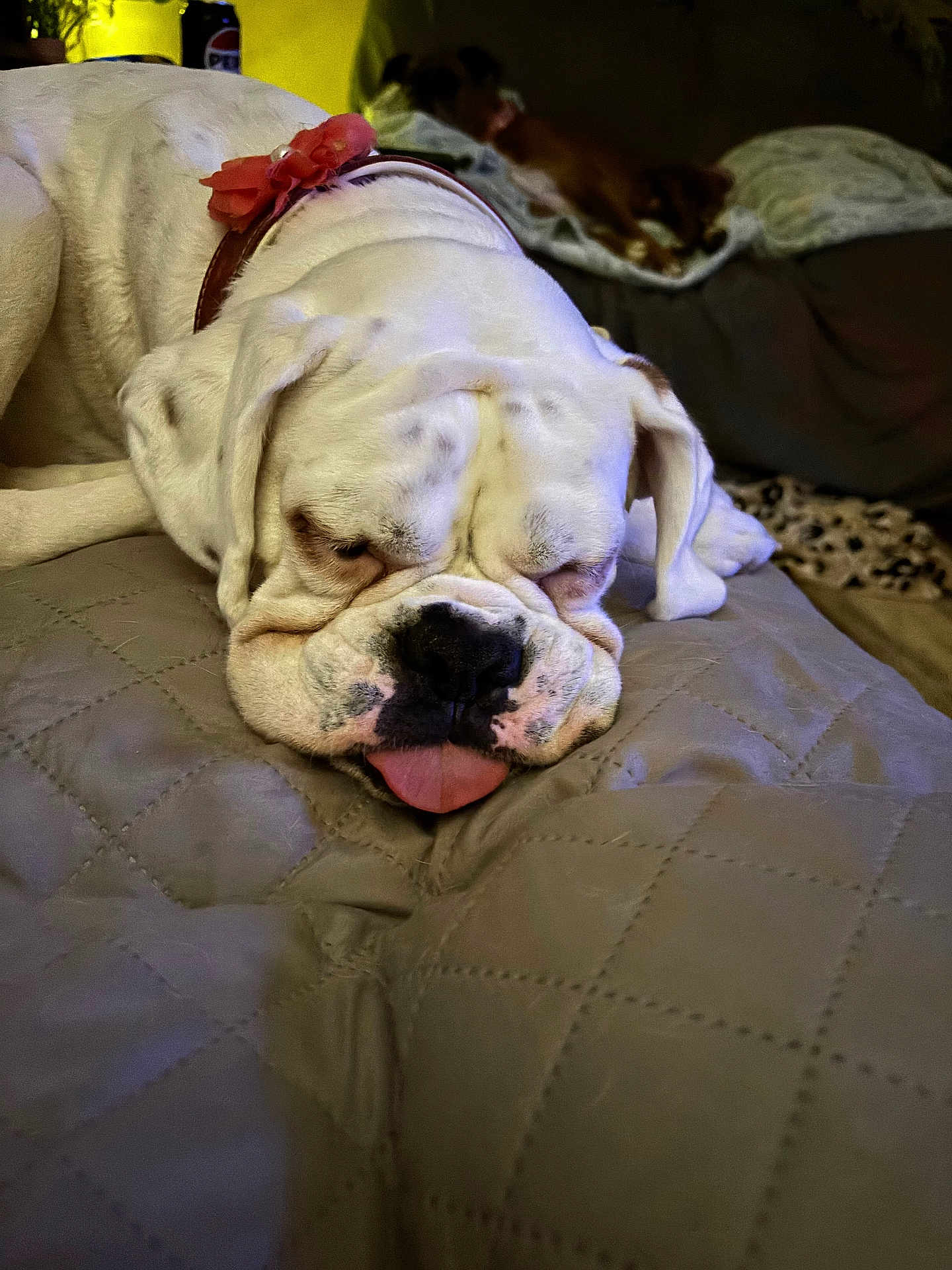 Coco is registered to the contest to win money with this photo: bulldog, dog, sleeping, tongue_out, collar, flower, pet, animal, indoor, quilted_blanket, cozy, resting, cute, mammal, companion, relaxed, fur, domestic, home, two_dogs