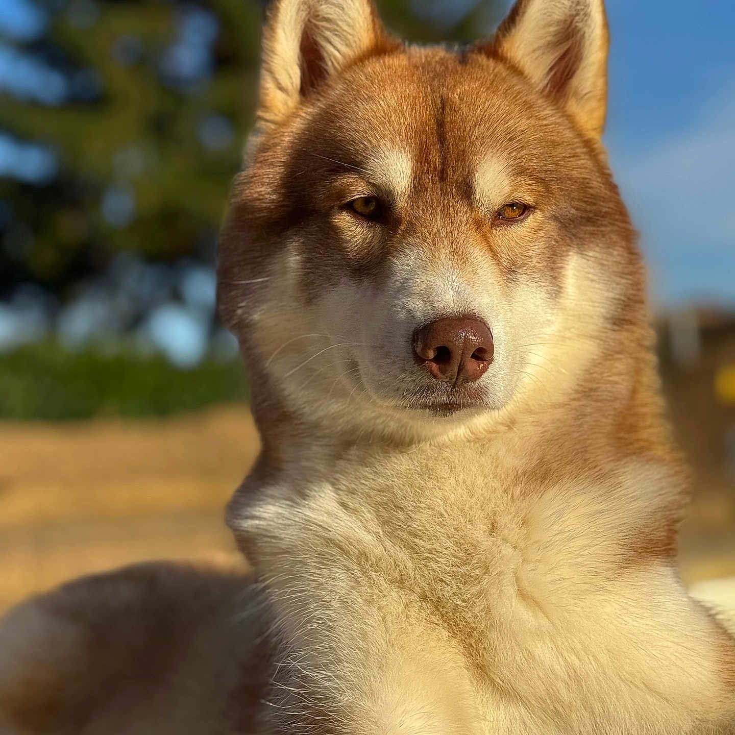 Vasko
