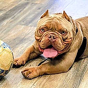 Toro is registered to the contest to win money with this photo: animal, brown_dog, bulldog, canine, collar, cute, dog, domestic_animal, expression, floor, fur, indoor, laying_down, paw, pet, pet_accessory, playful, soccer_ball, tongue_out, wooden_floor