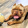 animal, brown_dog, bulldog, canine, collar, cute, dog, domestic_animal, expression, floor, fur, indoor, laying_down, paw, pet, pet_accessory, playful, soccer_ball, tongue_out, wooden_floor