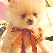 Perle participe au concours pour gagner de l'argent avec cette photo : adorable, animal, bow, couch, cozy, cute, dog, fluffy, fur, furniture, indoor, orange_sweater, pet, pomeranian, portrait, puppy, ribbon, sitting, small_dog, warm_lighting