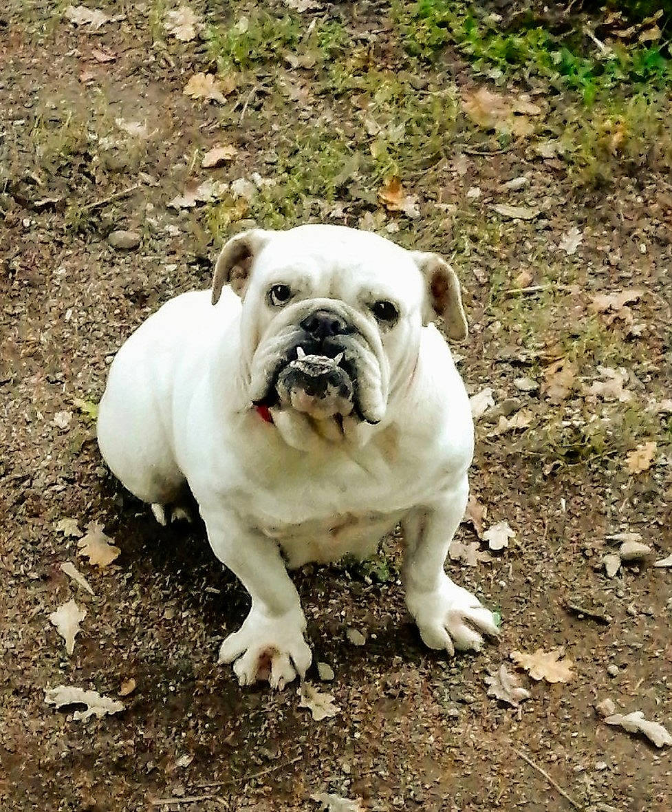 Mama participe au concours pour gagner de l'argent avec cette photo : american_bulldog, australian_bulldog, british_bulldogs, bulldog, canidae, carnivore, companion_dog, dog, dog_breed, dorset_olde_tyme_bulldogge, mammal, non_sporting_group, old_english_bulldog, olde_english_bulldogge, rare_breed_dog, renascence_bulldogge, snout, toy_bulldog, vertebrate, white_english_bulldog