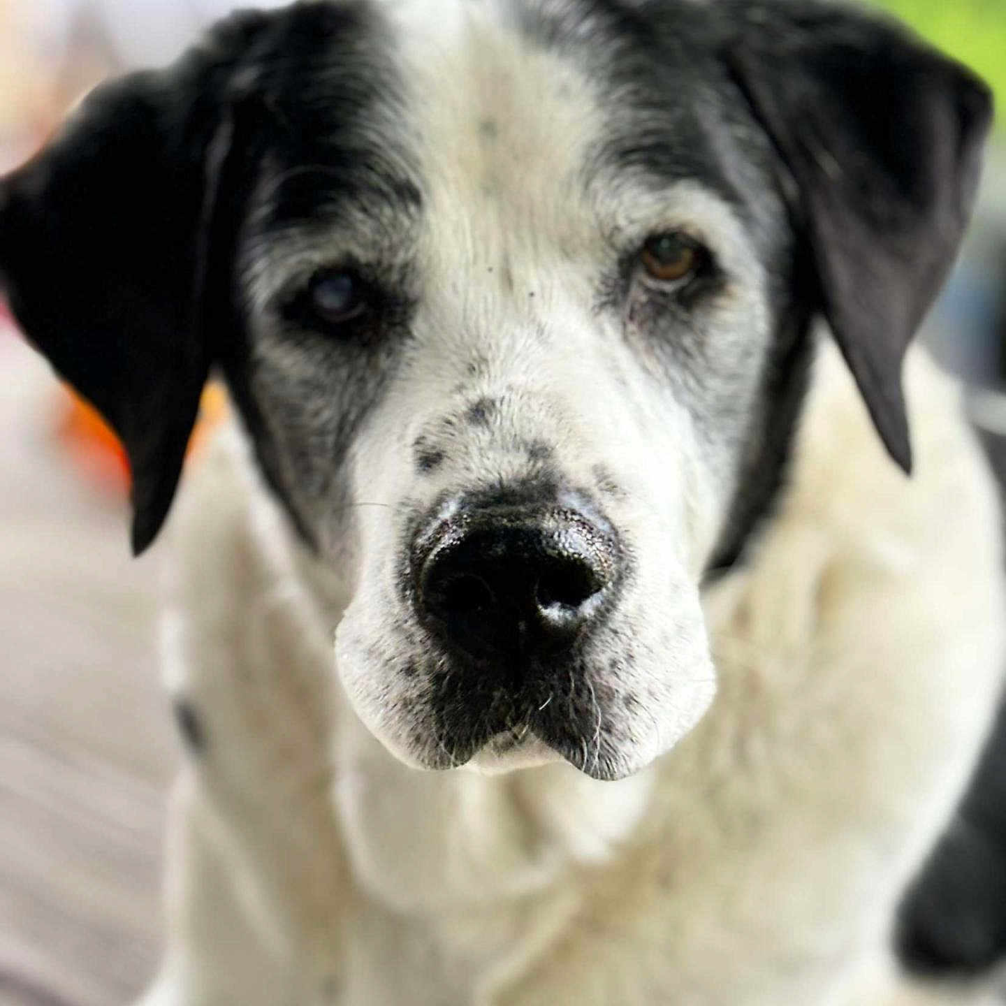 Droopy