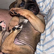 Athena participe au concours pour gagner de l'argent avec cette photo : adorable, animal, black, brown, close_up, curled_up, cute, dog, fur, hand, indoor, paw, person, pet, pink_paw_pads, puppy, resting, small, striped_shirt, young