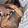 adorable, animal, black, brown, close_up, curled_up, cute, dog, fur, hand, indoor, paw, person, pet, pink_paw_pads, puppy, resting, small, striped_shirt, young