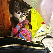 Rocky a rejoint le concours — aidez-le/la à gagner de superbes lots ! kitten, cat, curious, wood, bag, colorful, striped, purse, zipper, book, floor, indoor, pet, small, animal, cute, playful, feline, young, domestic