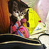 kitten, cat, curious, wood, bag, colorful, striped, purse, zipper, book, floor, indoor, pet, small, animal, cute, playful, feline, young, domestic