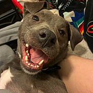 Luna is registered to the contest to win money with this photo: bed, blanket, canine, close_up, collar, cozy, dog, grey_fur, happy, human_arm, indoor, lying_down, nose, playful, portrait, puppy, smiling, teeth, tongue, whiskers