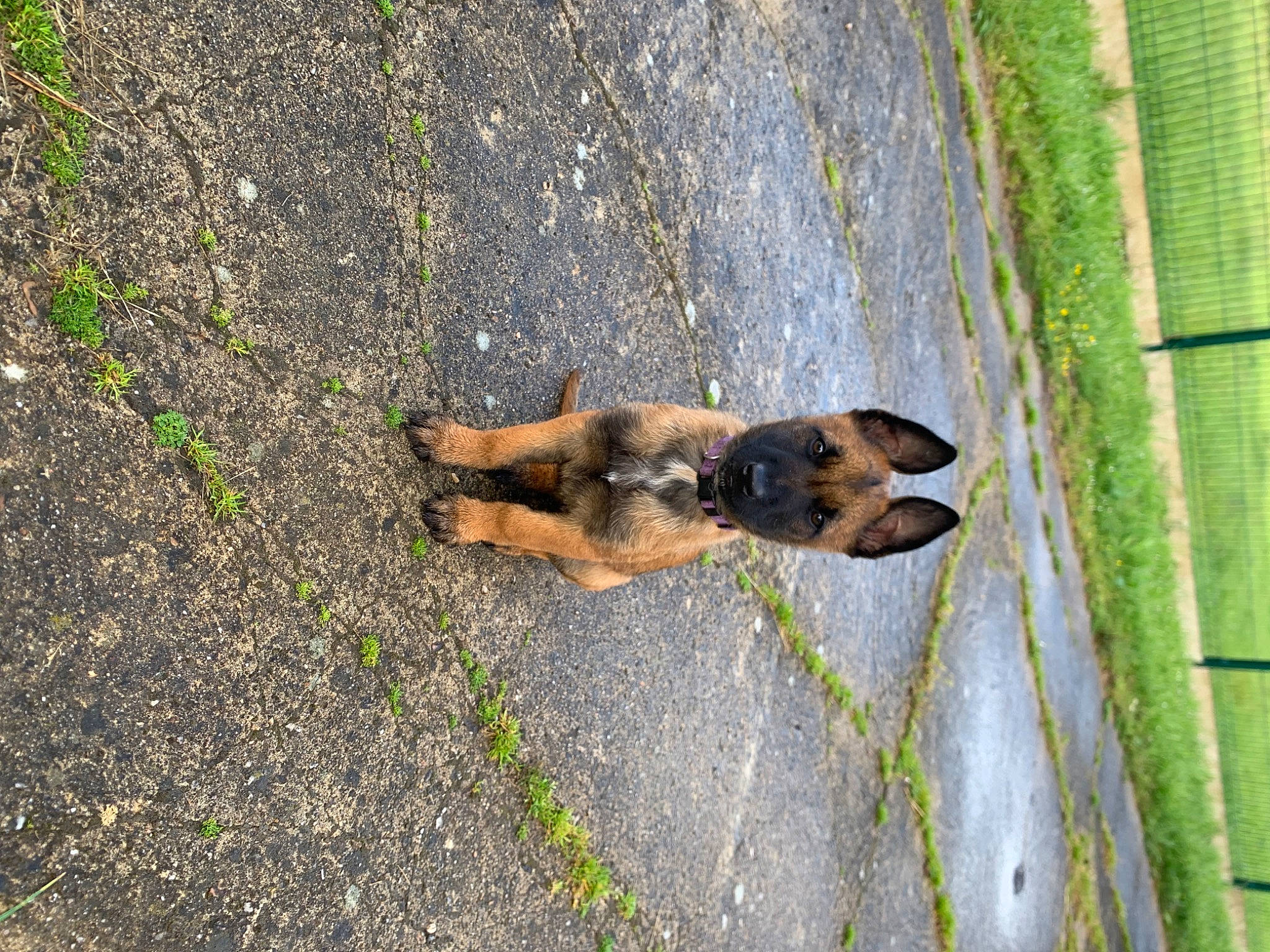 Vic participe au concours pour gagner de l'argent avec cette photo : _geese_and_swans, asphalt, canidae, carnivore, dog, dog_breed, ducks, fawn, grass, plant, road_surface, shadow, sidewalk, snout, soil, sporting_group, street_dog, tail, tree, water