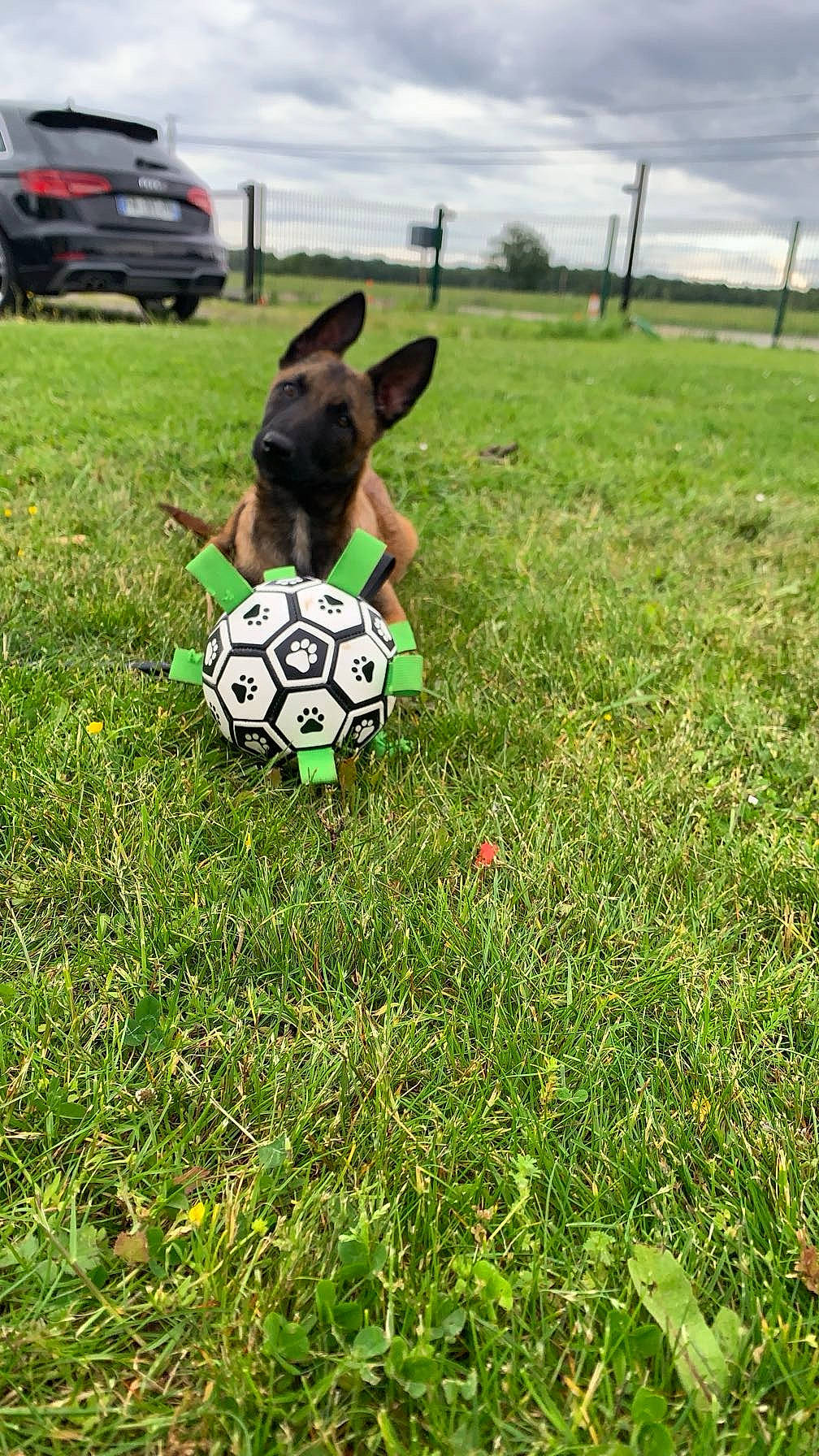 Vic participe au concours pour gagner de l'argent avec cette photo : ball, carnivore, companion_dog, fence, football, grass, grass_family, grassland, happy, mammal, meadow, people_in_nature, plant, sky, soccer, sports_equipment, toy, tree, vertebrate, working_animal