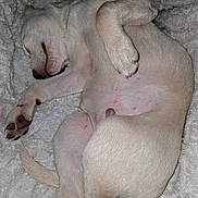 Doobie is registered to the contest to win money with this photo: bedding, belly, blanket, closeup, cozy, curled_up, dog, domestic_animal, fur, indoor, nap, paw, paws, pet, puppy, resting, sleeping, snout, tail, white_fur