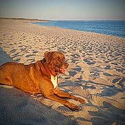 Jacqueline a rejoint le concours — aidez-le/la à gagner de superbes lots ! dog, beach, sand, water, sunlight, animal, outdoor, nature, canine, relaxed, happy, collar, pet, summer, shore, vacation, daylight, mammal, lying_down, scenic