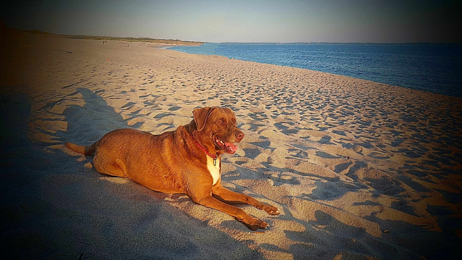 Jacqueline a rejoint le concours — aidez-le/la à gagner de superbes lots ! dog, beach, sand, water, sunlight, animal, outdoor, nature, canine, relaxed, happy, collar, pet, summer, shore, vacation, daylight, mammal, lying_down, scenic