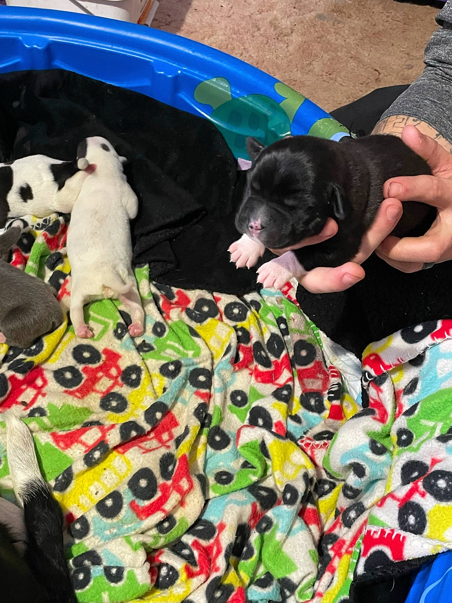 Diggit is registered to the contest to win money with this photo: canidae, carnivore, companion_dog, dog, dog_breed, fun, fur, grass, green, leisure, linens, mammal, pattern, recreation, sporting_group, stuffed_toy, tail, toy, vertebrate, working_animal