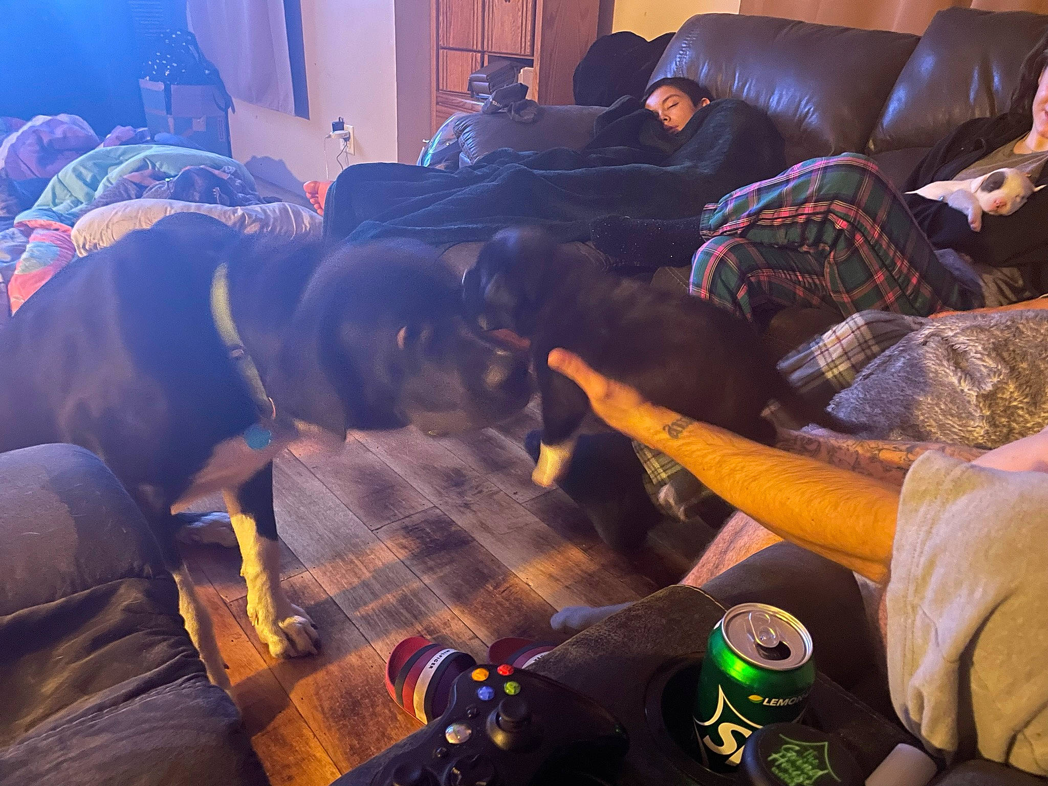 Diggit is registered to the contest to win money with this photo: canidae, carnivore, comfort, companion_dog, couch, dog, dog_breed, fun, fur, guard_dog, leisure, purple, room, sitting, sporting_group, working_animal