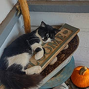 Nancy joined the competition — help win amazing prizes! cat, sleeping, black_and_white, wooden_sign, home, planter, pumpkin, orange, decor, autumn, rustic, metal_truck, indoor, corner, wooden_stick, soil, feline, cozy, relaxing, fall