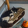 cat, sleeping, black_and_white, wooden_sign, home, planter, pumpkin, orange, decor, autumn, rustic, metal_truck, indoor, corner, wooden_stick, soil, feline, cozy, relaxing, fall