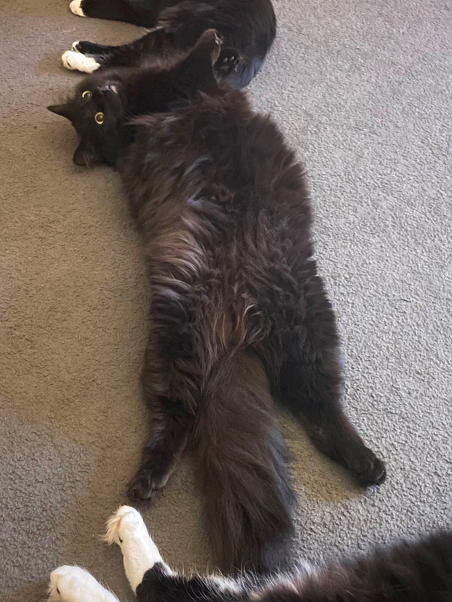 Haggis joined the competition — help win amazing prizes! black_cat, canidae, carnivore, cat, claw, companion_dog, dog_breed, domestic_short_haired_cat, fawn, felidae, fur, liver, paw, shadow, small_to_medium_sized_cats, sporting_group, tail, terrestrial_animal, whiskers, working_animal